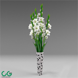 Gladiolus